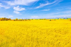 自国生産者の保護に向け、ポーランドなどはウクライナ産穀物輸入を禁止